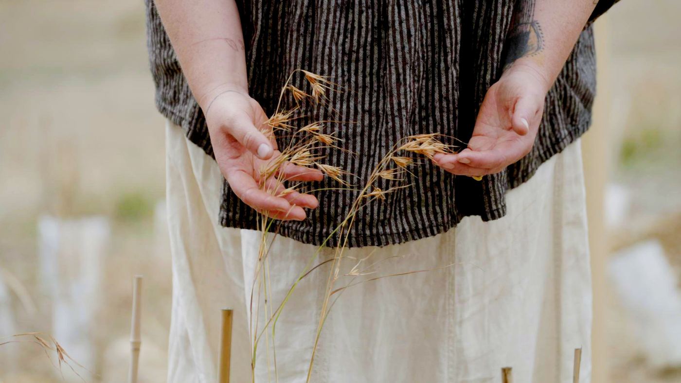 Hands holding dry grass seed heads